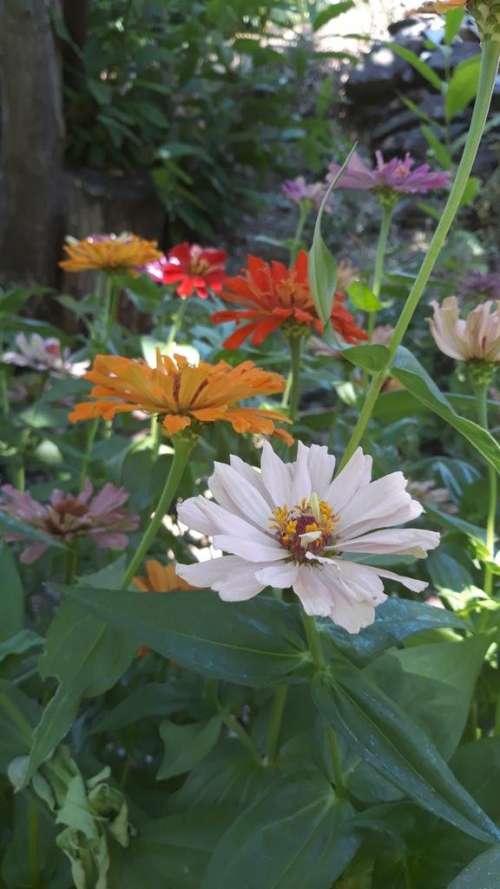 Zinnia "Love Power"