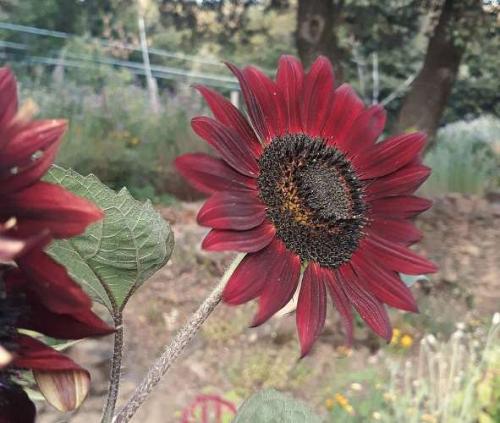 Tournesol à fleurs pourpres