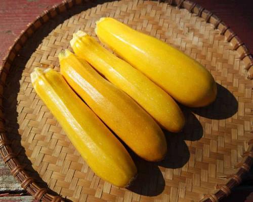 Courgette "Rheinau Gold"