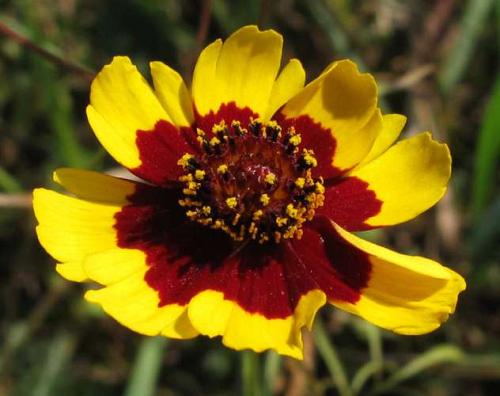 Coréopsis des Teinturiers