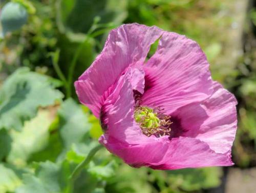 Pavot "Oeillette"