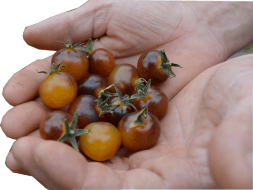 Tomate "Blue Cream Berry"