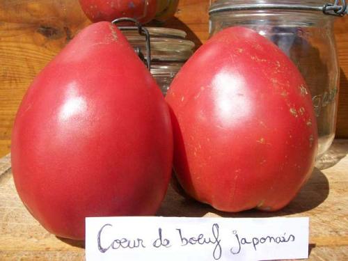 Tomate "Coeur de boeuf japonais"