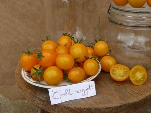 Tomate "Gold Nugget"