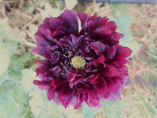 Pavot "Black Poeny"