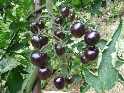 Tomate "Dancing with smurfs"