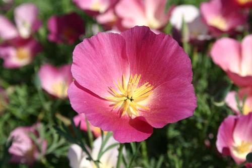 Pavot de californie Violet