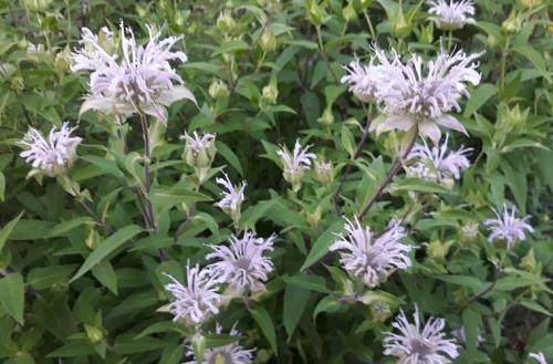 Monarde Fistuleuse