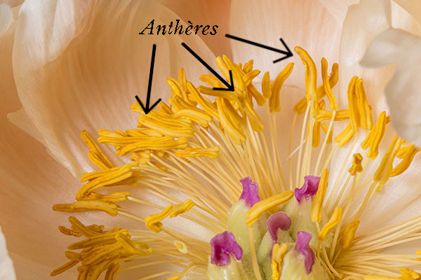 vue des <html>anthères</html> d'une fleur