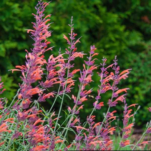 Agastache 'Apache Sunset'