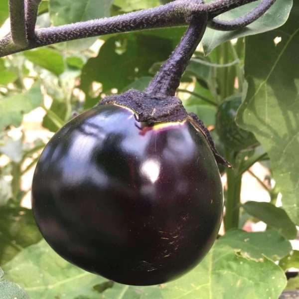 Aubergine Kamo
