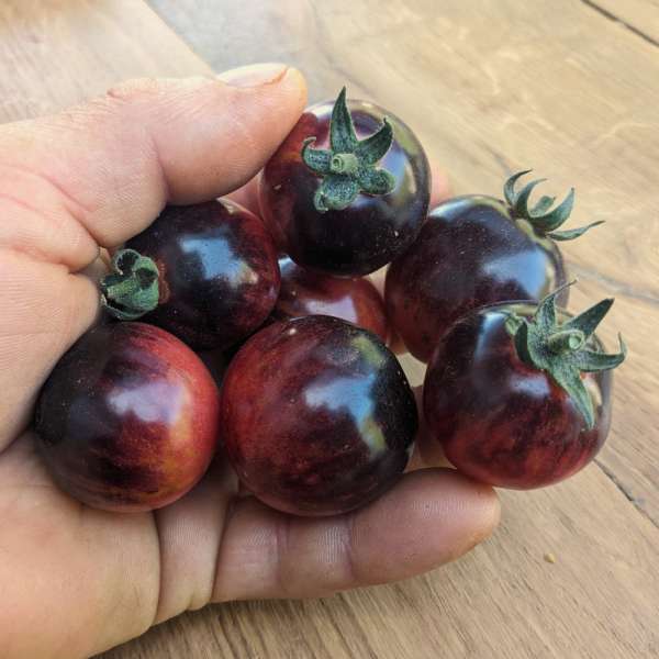 Tomate Fraise Noire