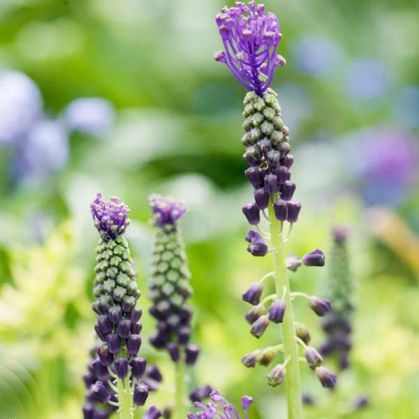 Muscari à Toupet