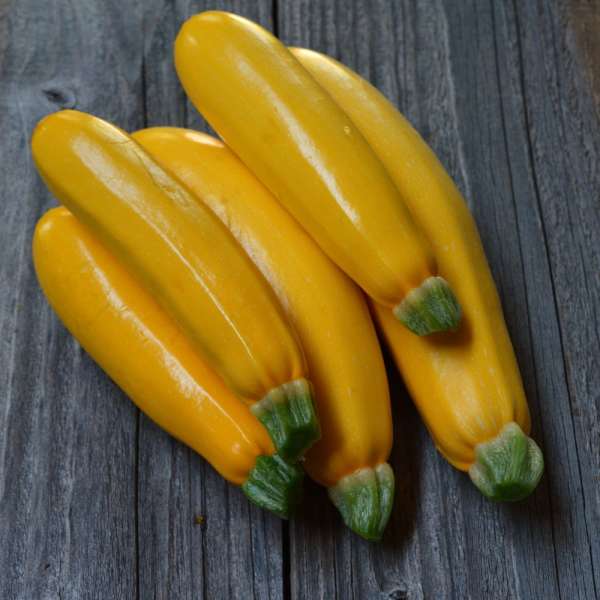 Courgette jaune "Gold Rush"