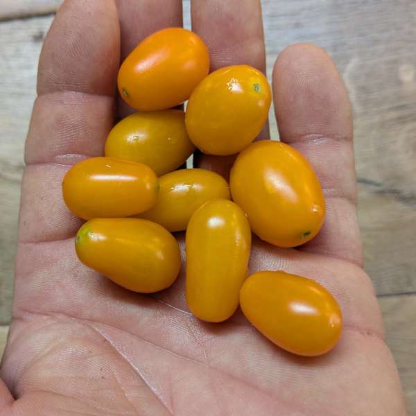 Tomate Yellow Dates