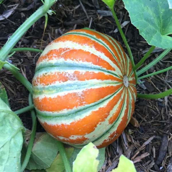 Melon "Kajari"