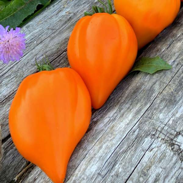 Tomate Merveille de la Terre