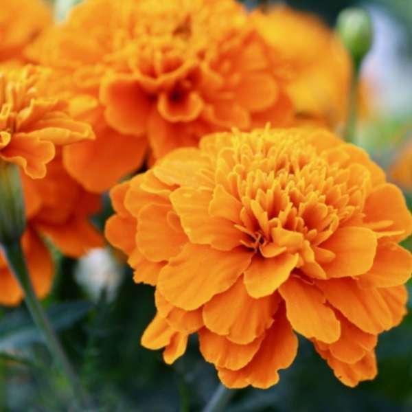 Rose d'Inde 
