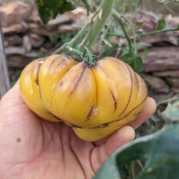 Tomate Sart Roloise