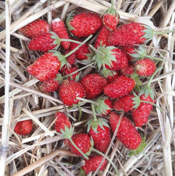 Fraisier de Rügen