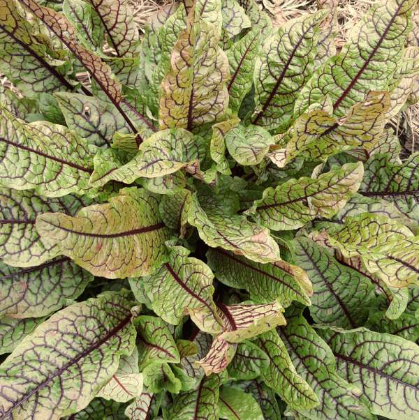 Oseille sanguine