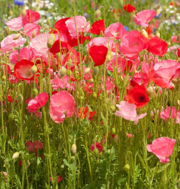 Coquelicot en mélange