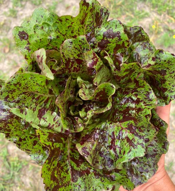 Laitue Flashy Butter Gem