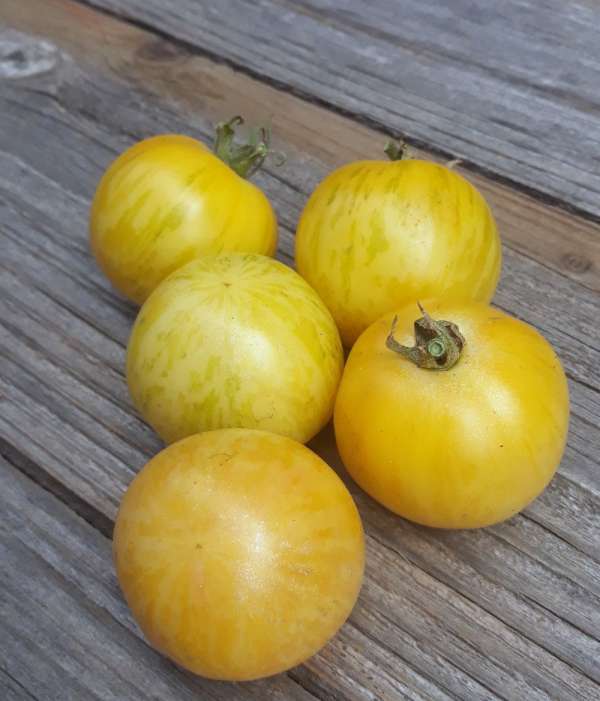 Tomate "White Zebra"