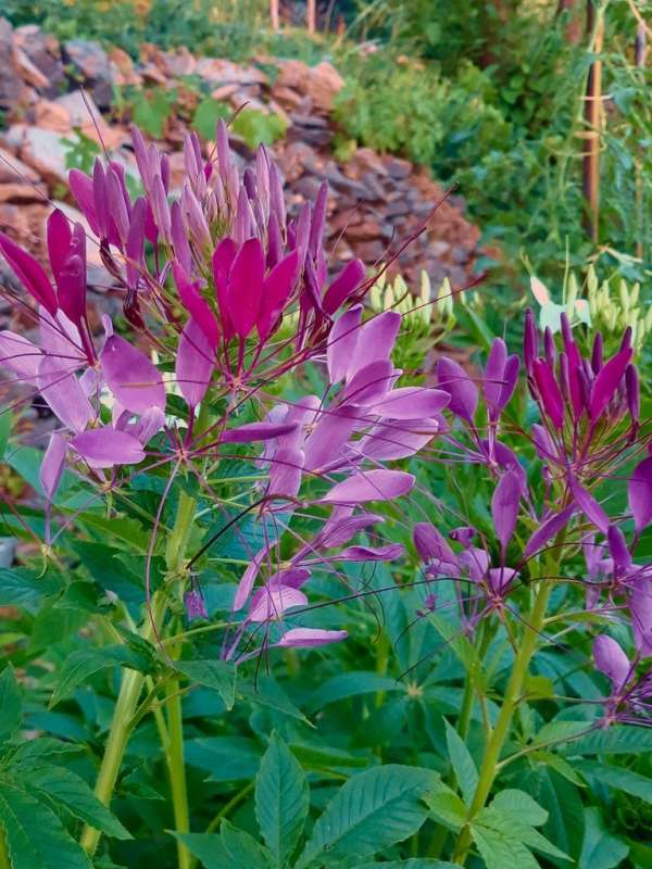 Cleome Spinosa