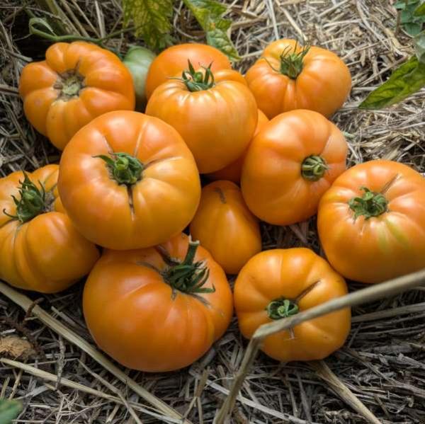 Tomate Dr Wyche's Yellow