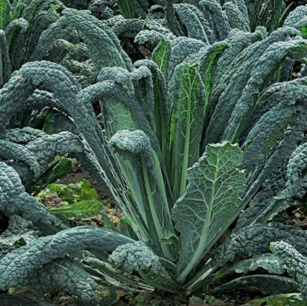 Chou Palmier Noir de Toscane