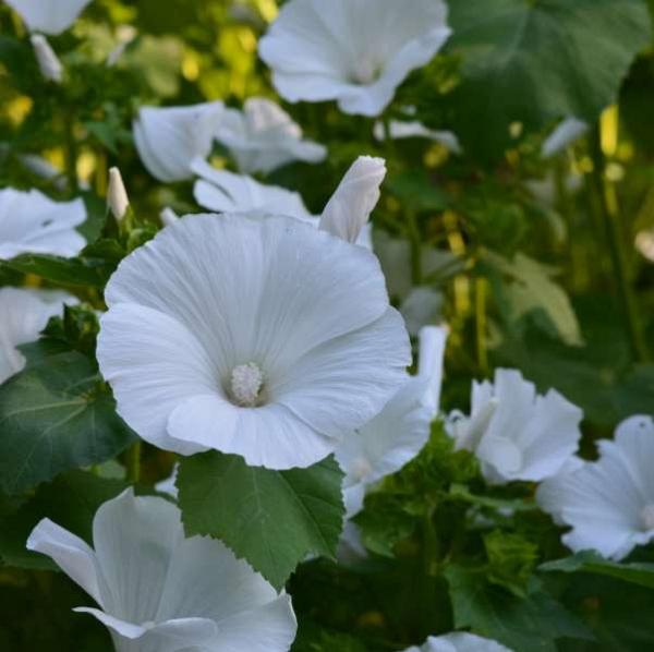 Lavatère à fleurs Blanches