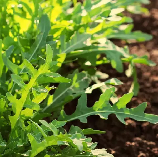 Roquette annuelle