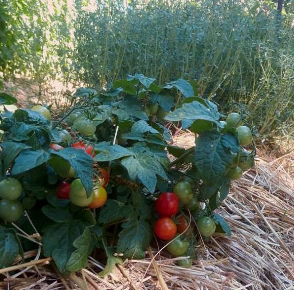  Tomate "Microtom" (souche grande plante)