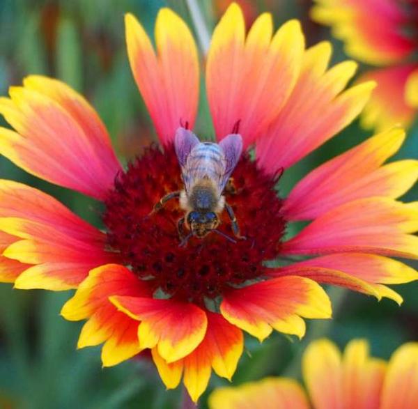 Gaillarde