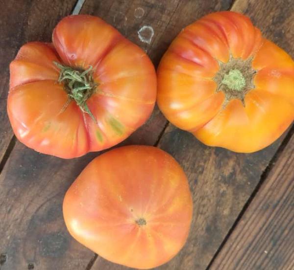 Tomate Yellow Paw Paw