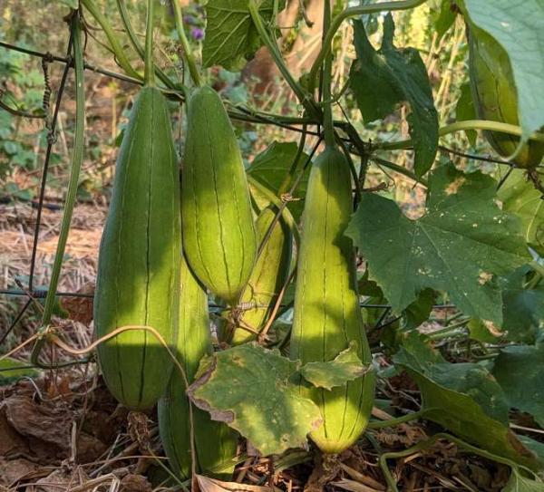 Luffa ou Courge éponge
