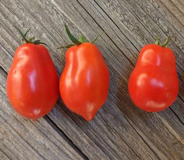 Tomate "Spitze"