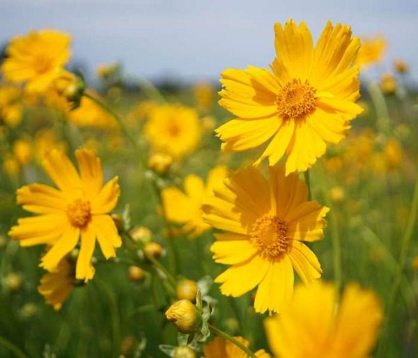 Coreopsis à fleurs doubles