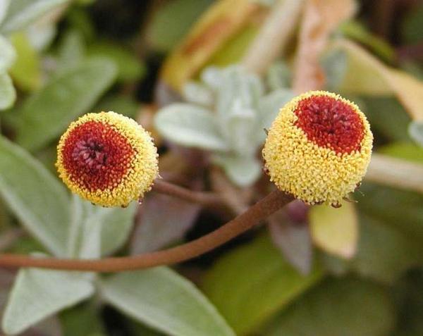 Cresson de Para