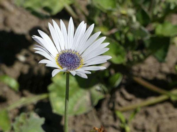 Arctotis Venusta