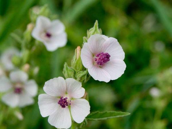 Guimauve officinale