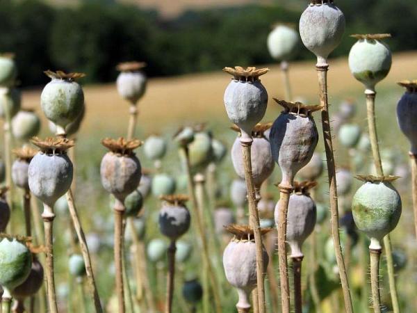 Pavots en Mix