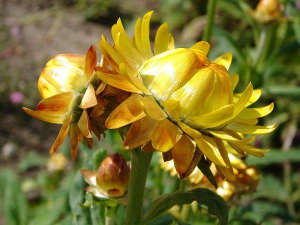 Immortelle à bractées