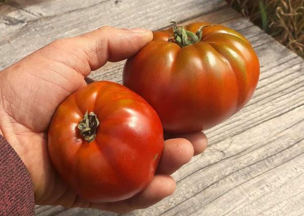 Tomate "Cherokee Chocolate"