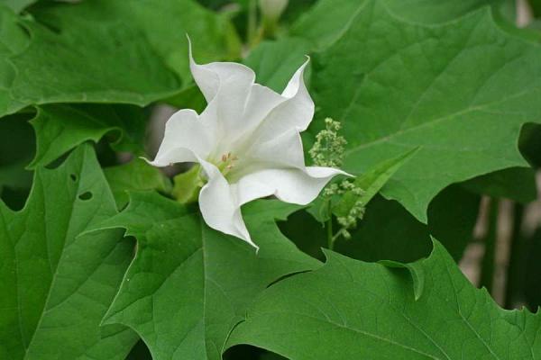 Datura stramoine
