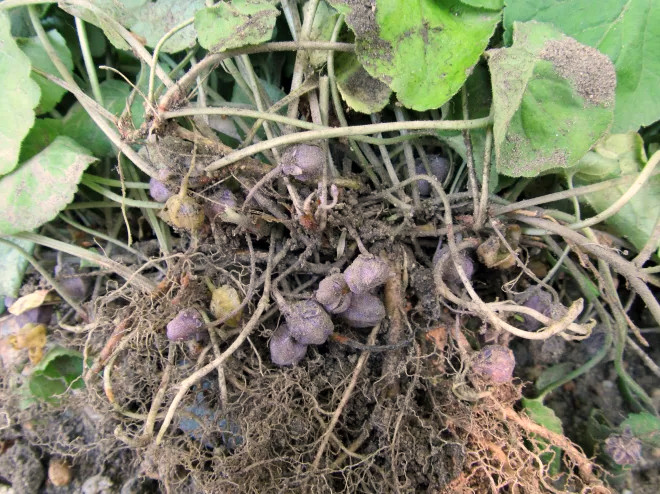 fleurs souterraines de violette