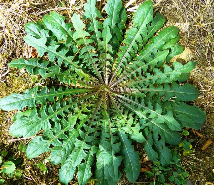 une rosette de pissenlit