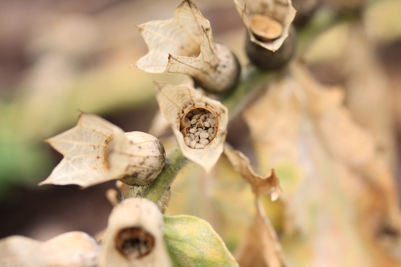 <html>Calices</html> de jusquiame