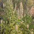 Agastache Fenouil à Fleurs Blanches